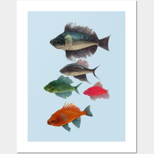 Fishes Posters and Art